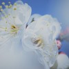 白梅