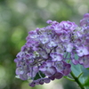 渦紫陽花