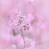 春霞