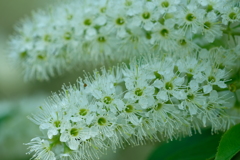 上溝桜