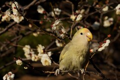 梅園の鳥