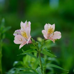 アルストロメリア