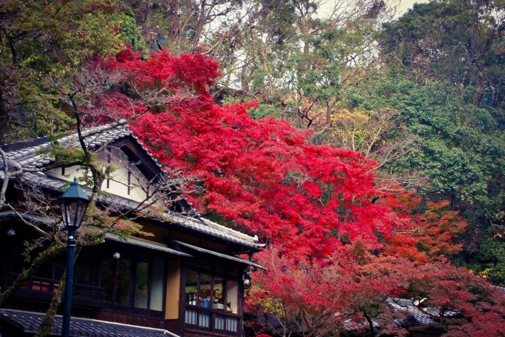 紅葉