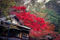紅葉
