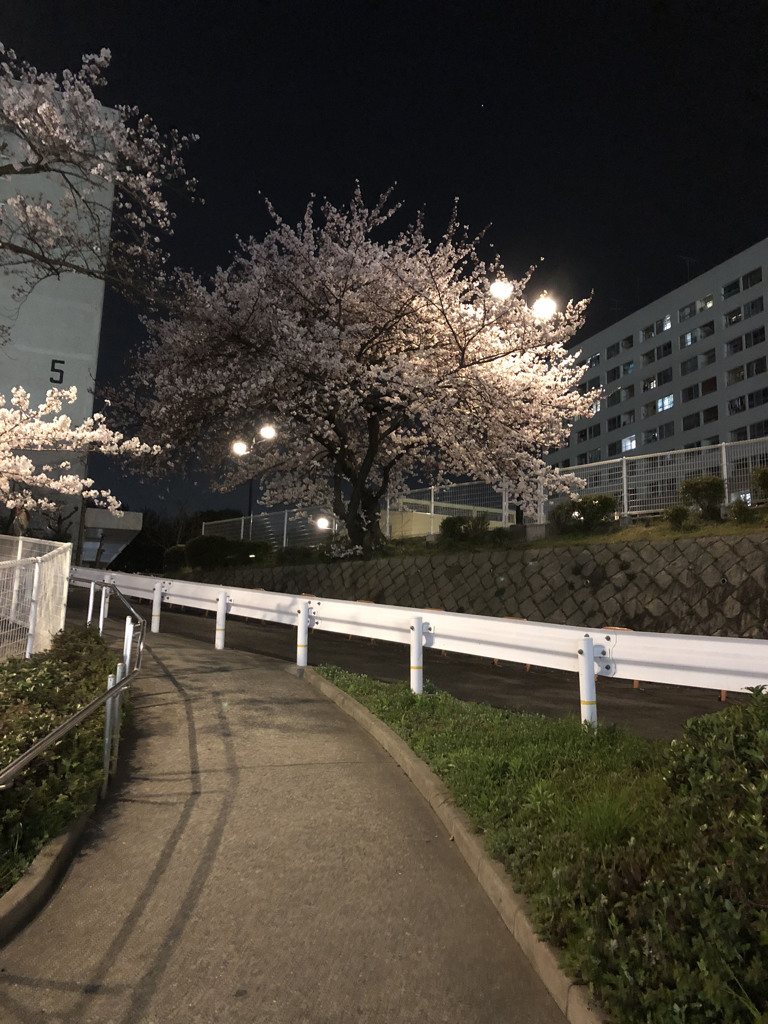 団地の桜も満開