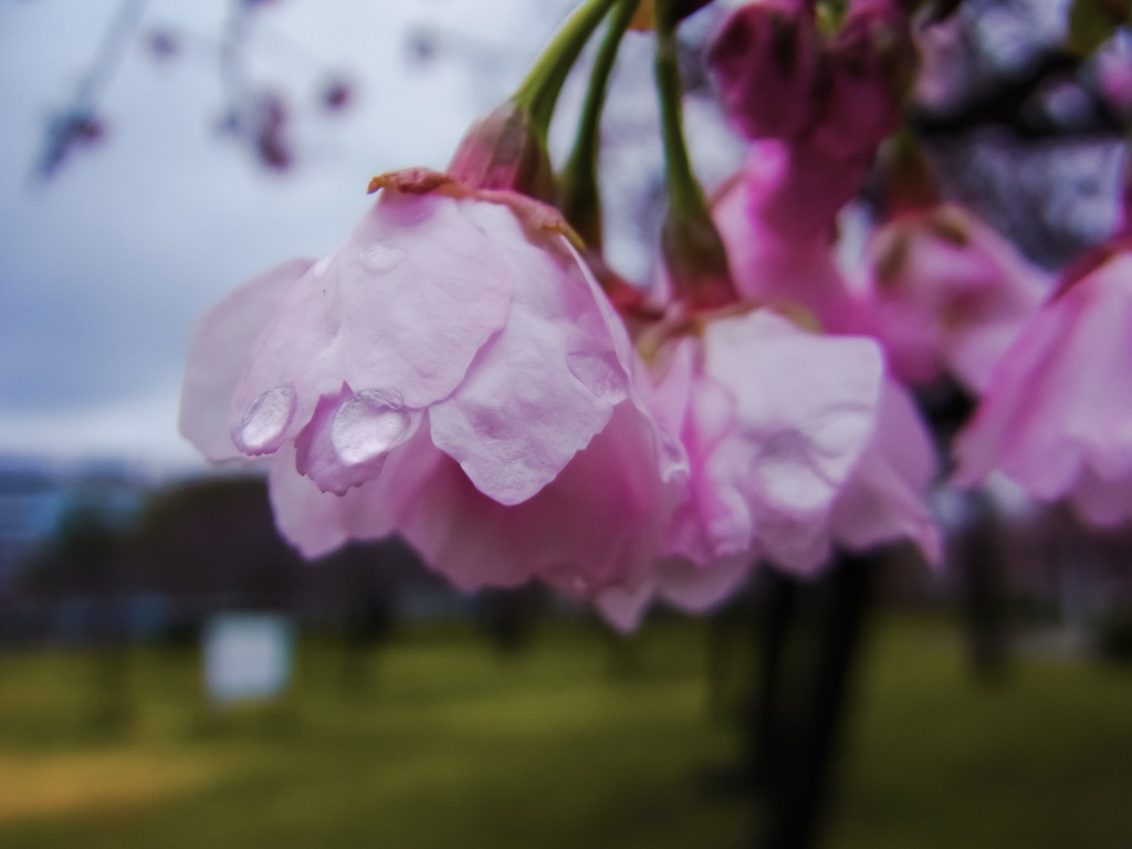 小雨の中〜  (2)