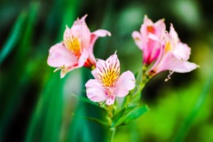 Pink Alstroemeria