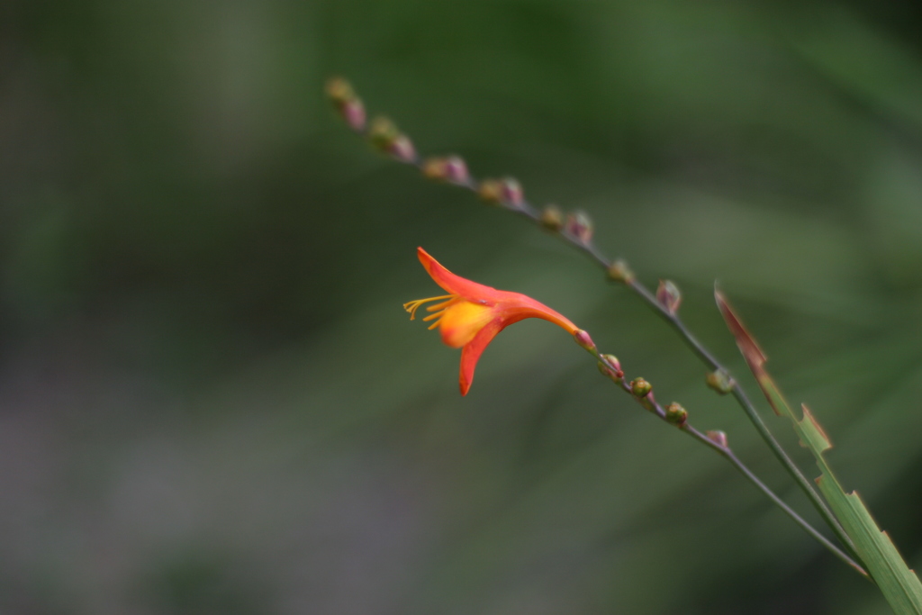 モントブレチア