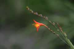 モントブレチア