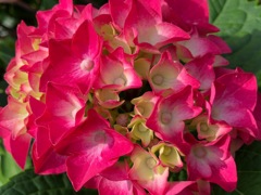 赤色の綺麗な紫陽花