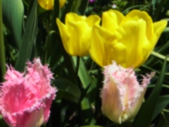 咲いた〜咲いた〜(*´∀`)♪