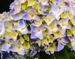 今日の紫陽花  5/17