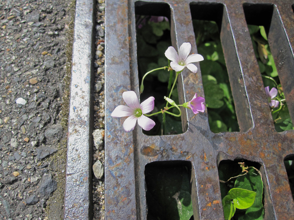 檻の中の花達