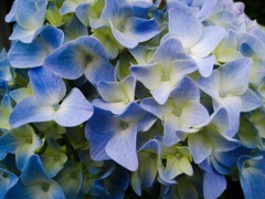 今日の紫陽花 ５／18