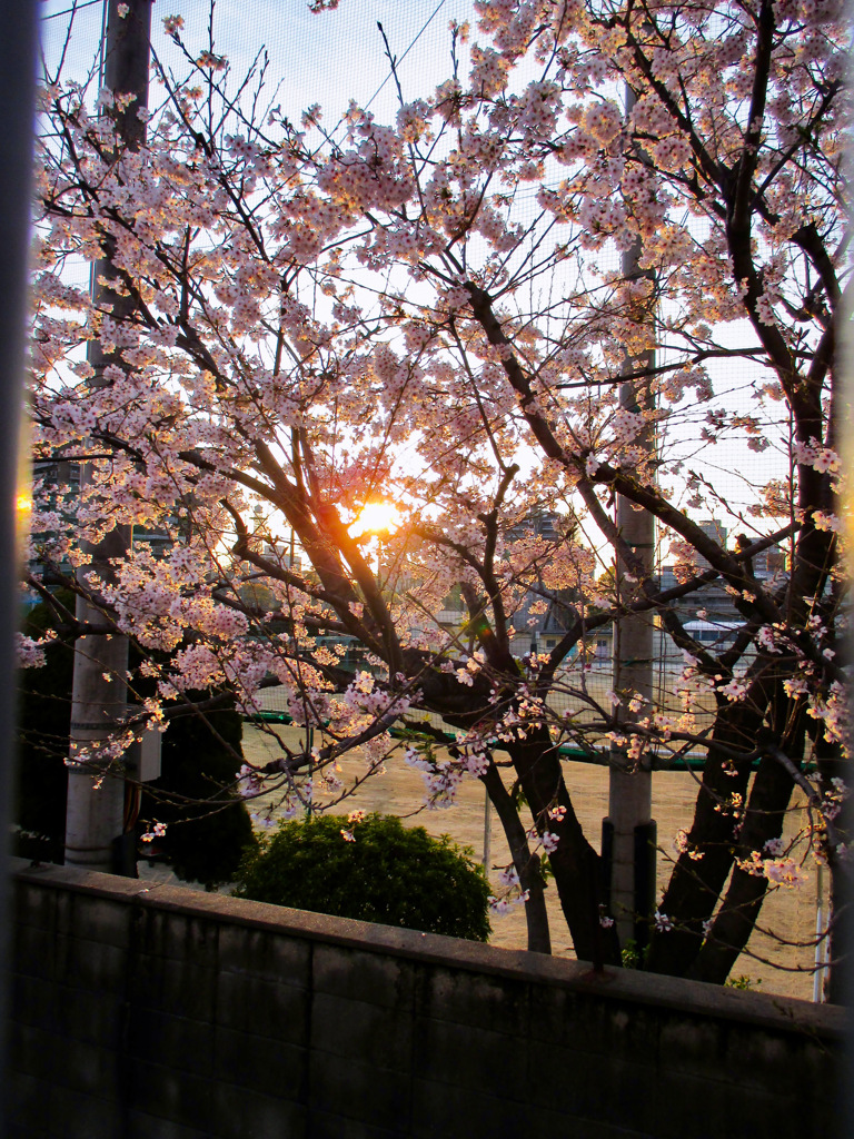 The cherry blossoms are over