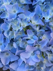 今日の紫陽花 5/21