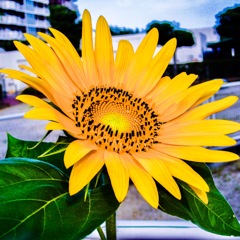夏は向日葵❗️