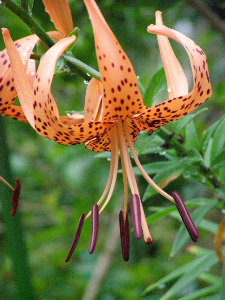 オニユリが咲きました！