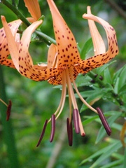 オニユリが咲きました！