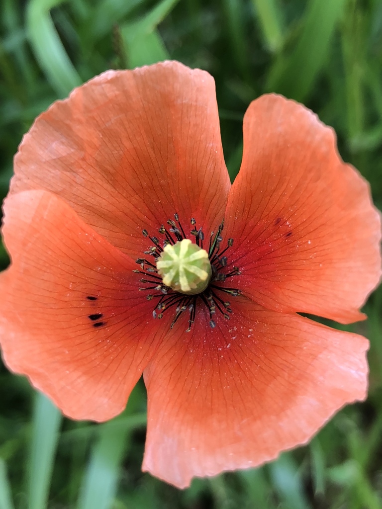 ナガミヒナゲシ