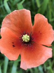 ナガミヒナゲシ