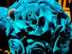 薔薇