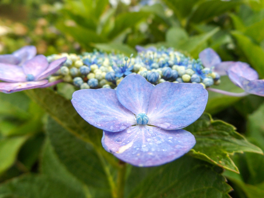 今年最後の紫陽花