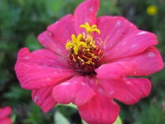 Zinnia