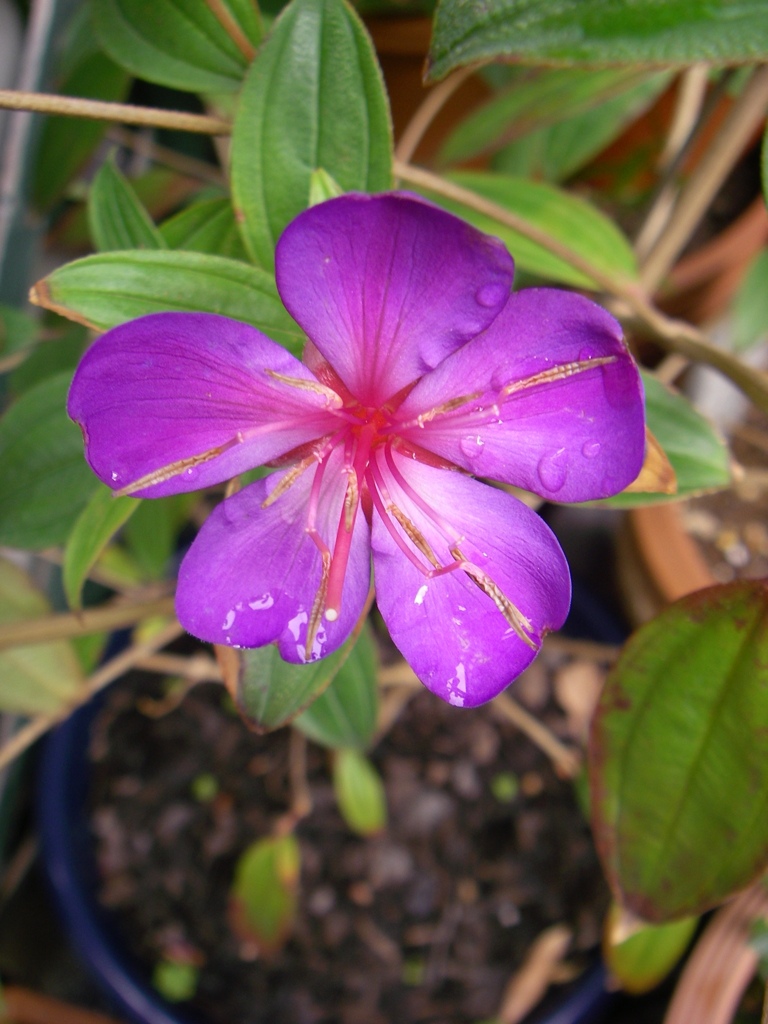 今日は雨　(-｡-;