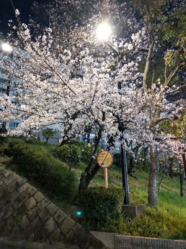 夜桜