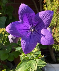 Balloon flower