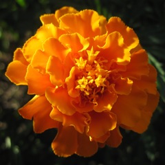 マリーゴールド