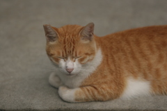 野良ちゃん