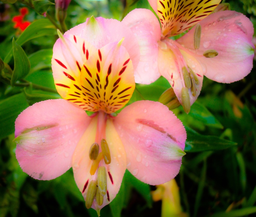 Pink Alstroemeria