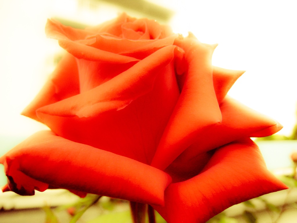 薔薇