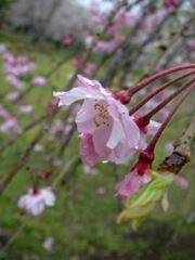 雨のしだれ桜  (3)