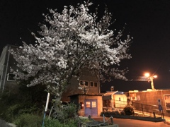 夜桜