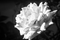 白薔薇