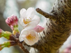 開花 (3)