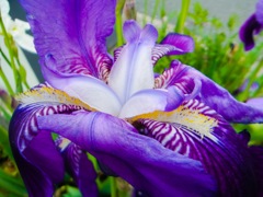 ジャーマンアイリス