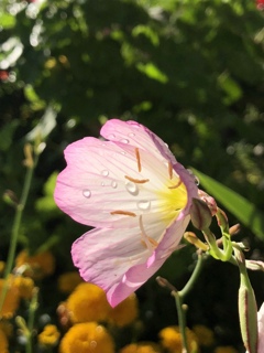 ヒルザキツキミソウ