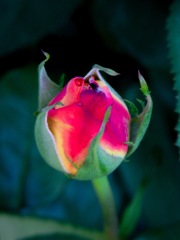 It will bloom soon