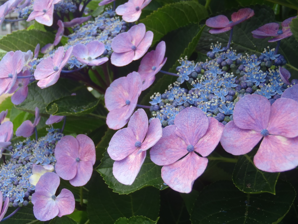 ご近所さんちの紫陽花