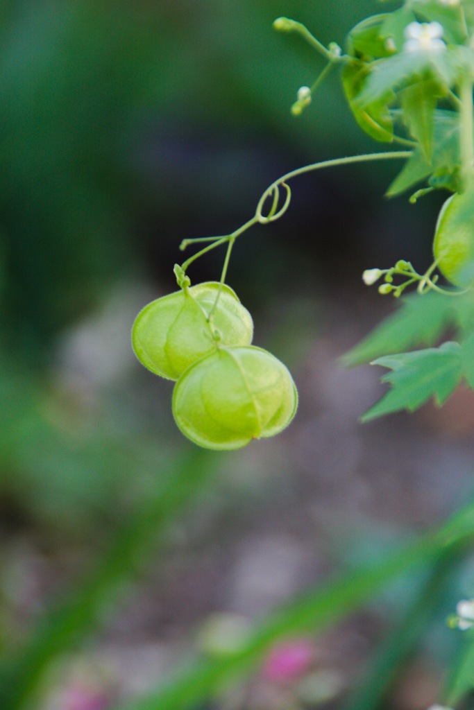 Balloon vine