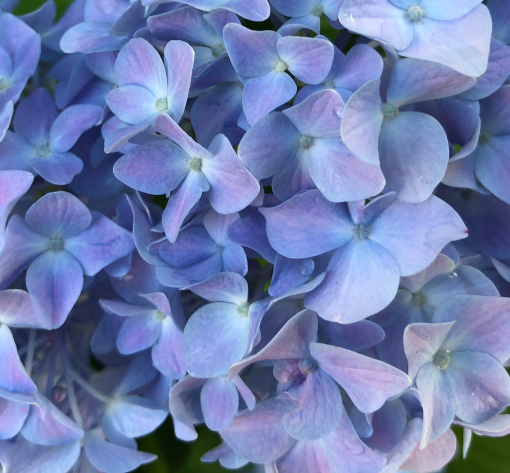 今日の紫陽花 5/24