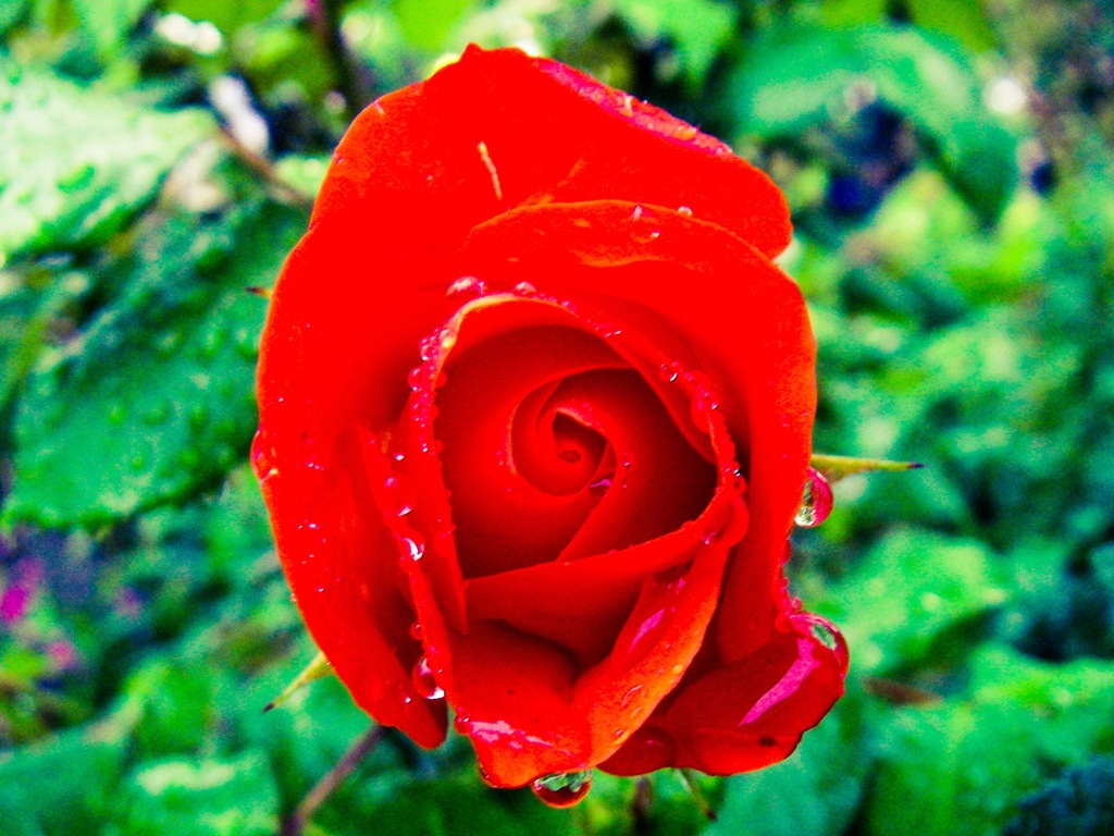 薔薇