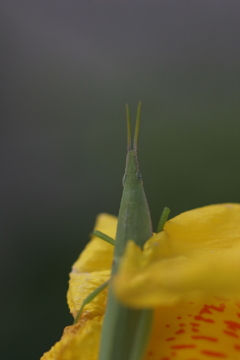 ショウリョウバッタ
