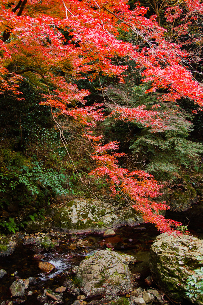 箕面の紅葉　(３)