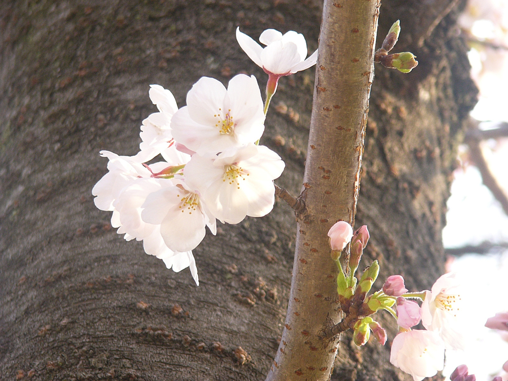 桜　