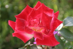 薔薇